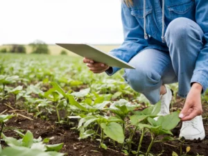 O que é seguro agrícola?